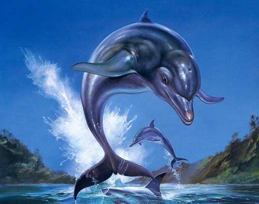 ecco the dolphin complete