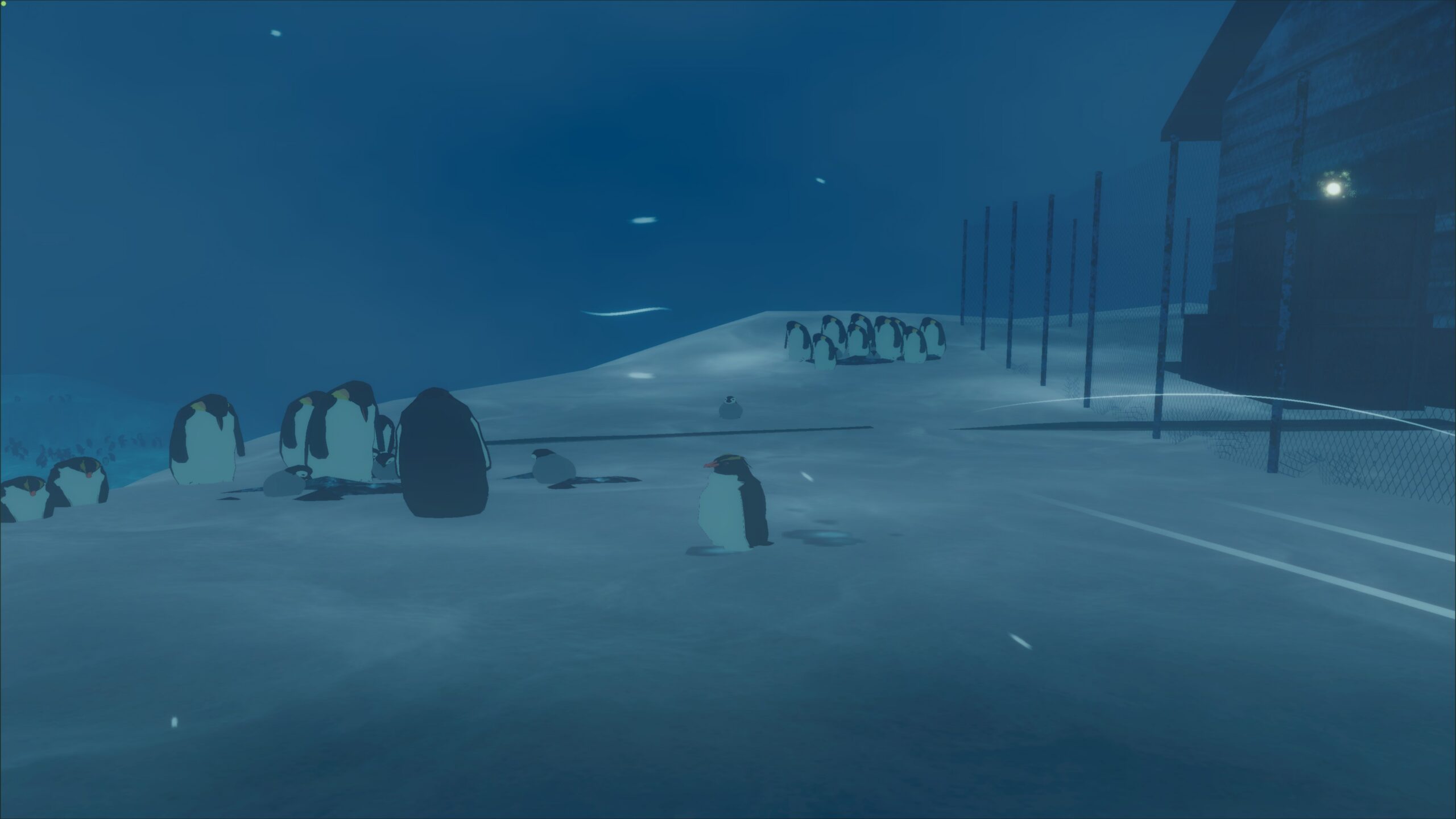 penguin colony (10)